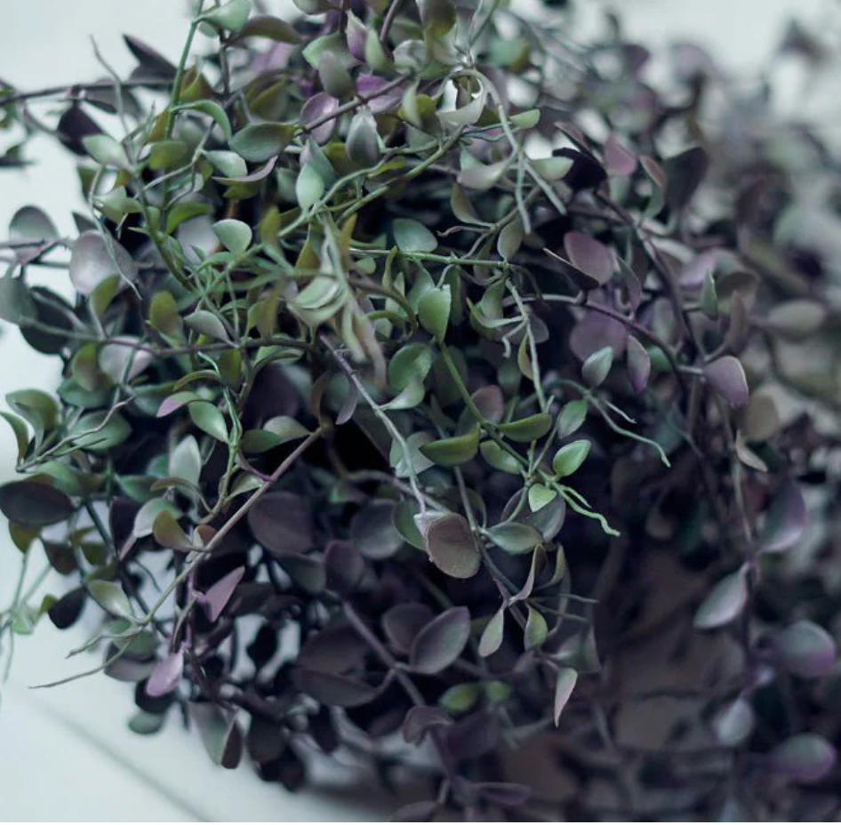 Close-up of a plant with green and purple leaves on a white background