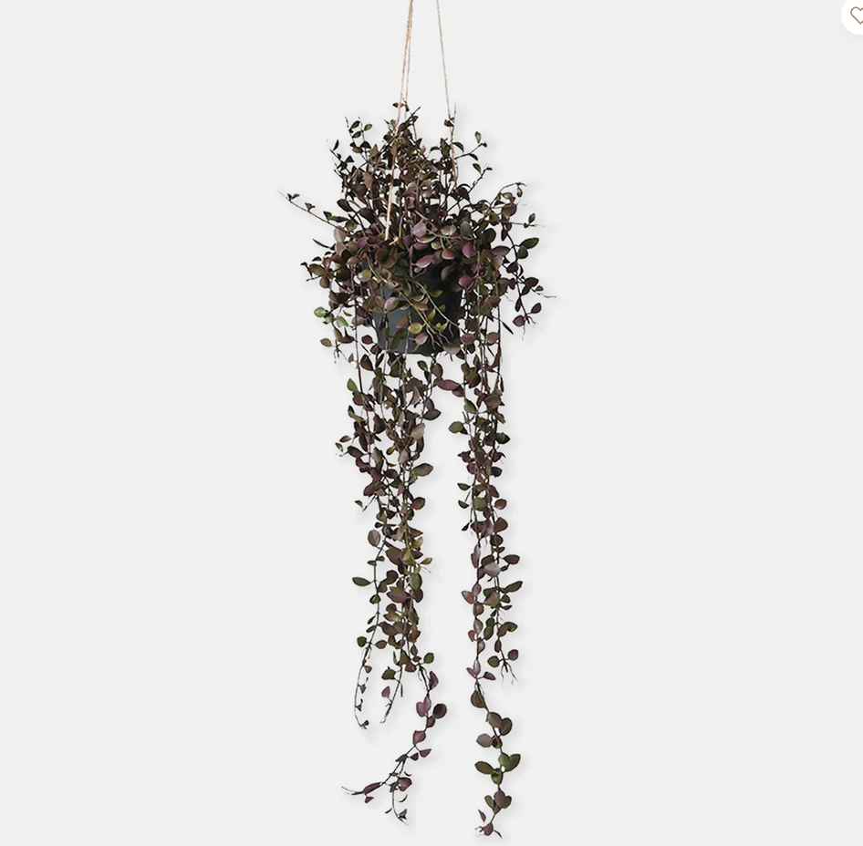 Hanging plant with dark green leaves on a white background
