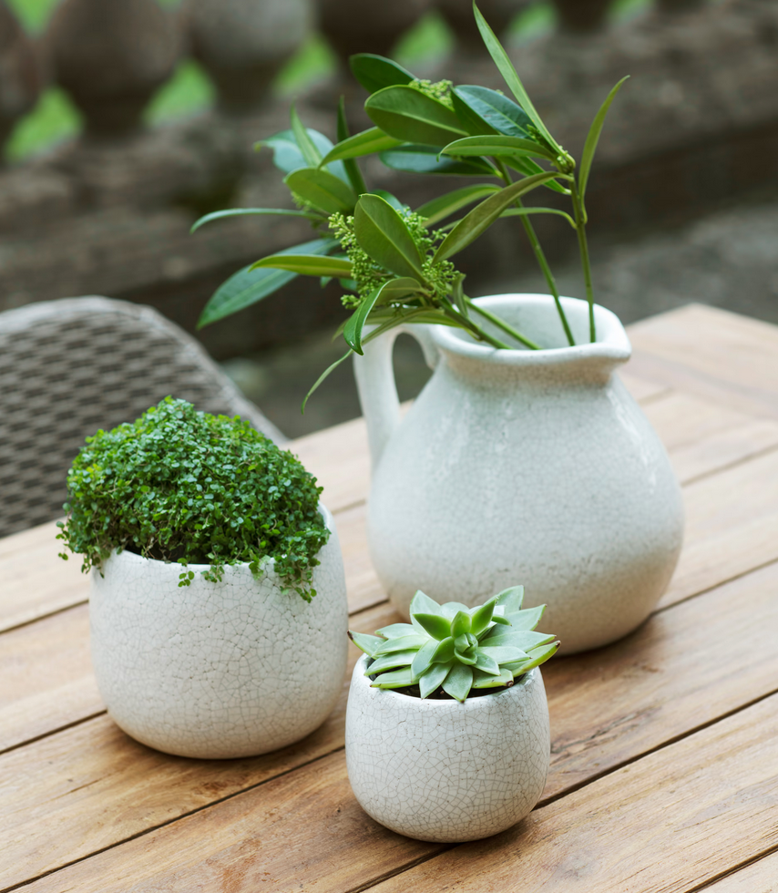 Three ceramic planters with plants on a wooden surface