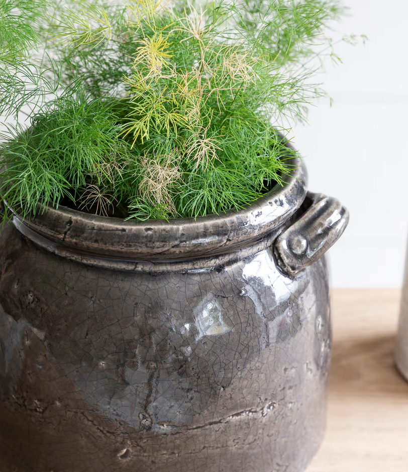 Potted plant in a textured black pot on a light surface