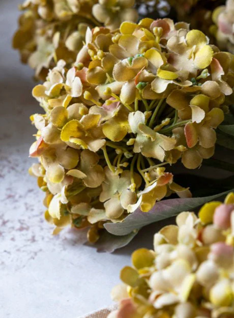 Guelder Rose Flower