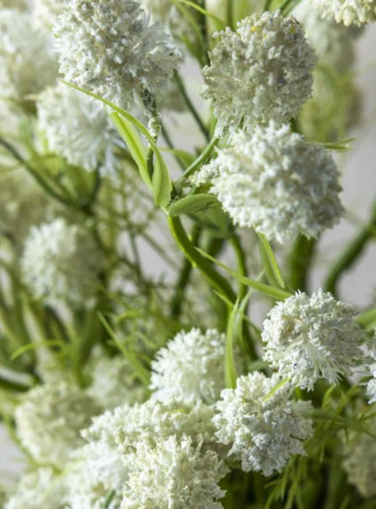 Meadow Thistle