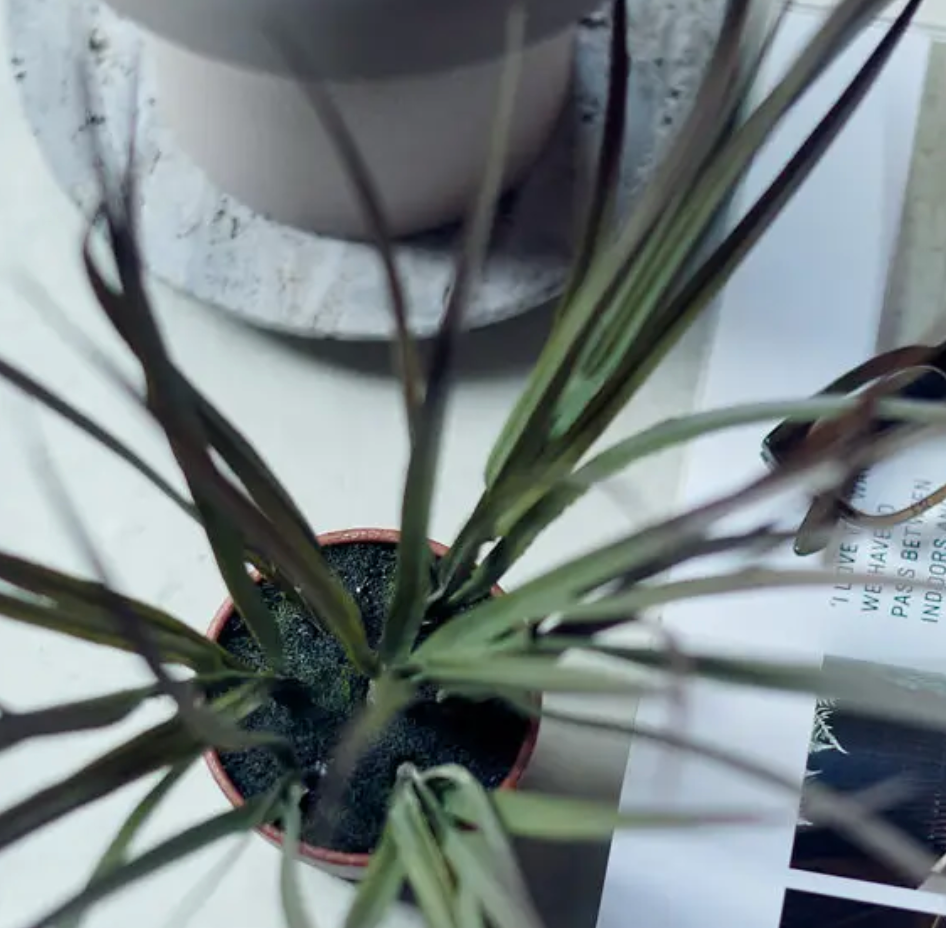 Potted plant with a blurred background