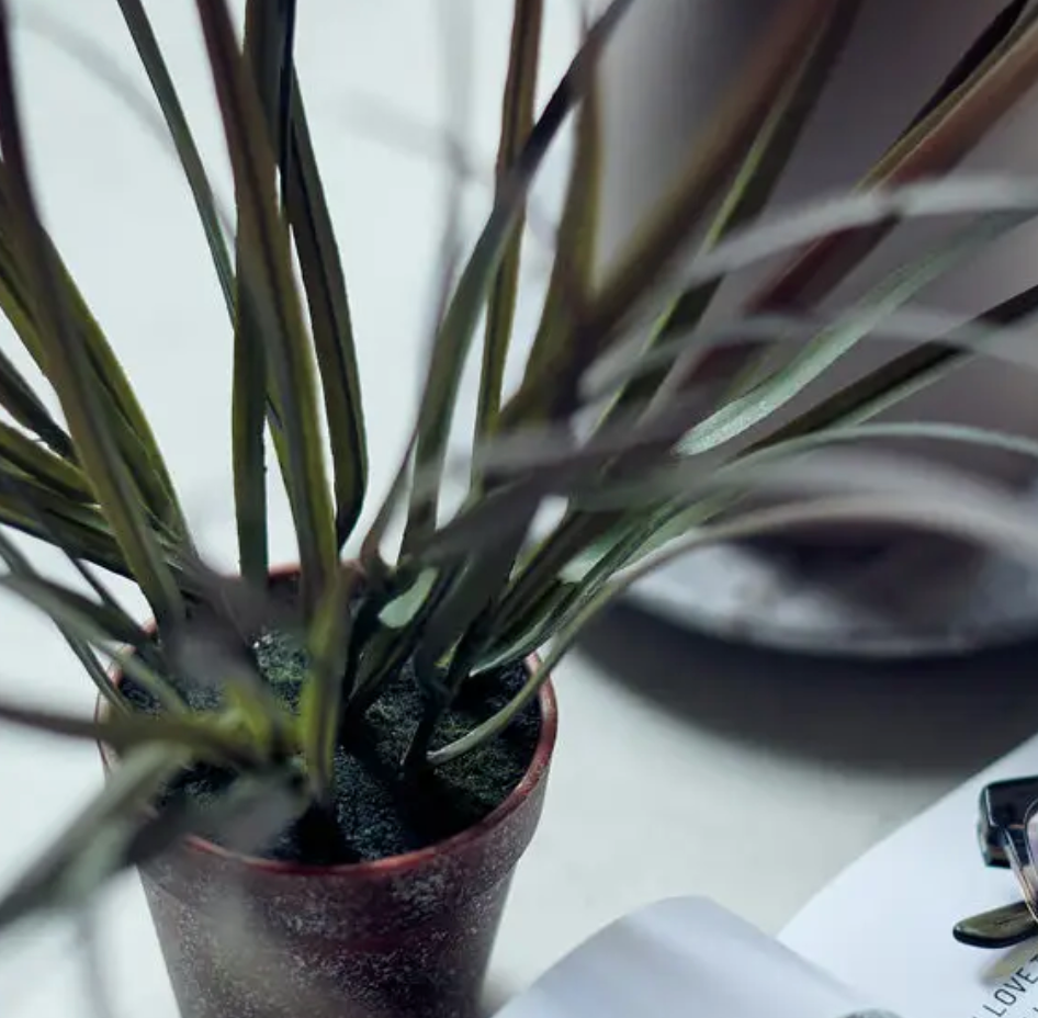 Potted plant on a desk with a blurred background