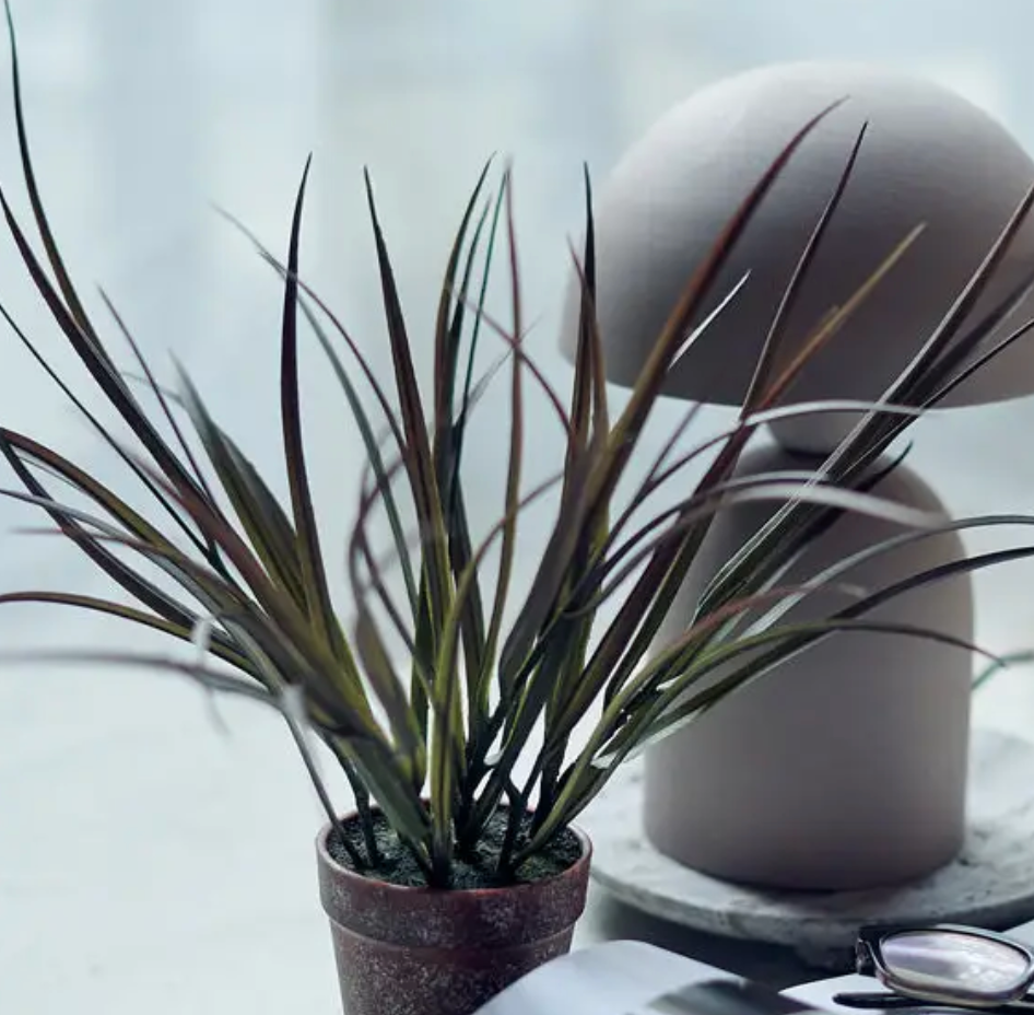Potted plant with long, dark green leaves in a neutral setting