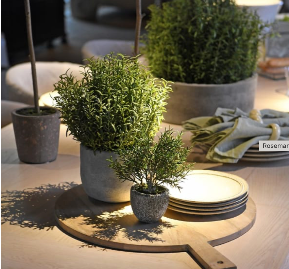 Decorative setting with potted plants on a table, including a Rosemary plant.