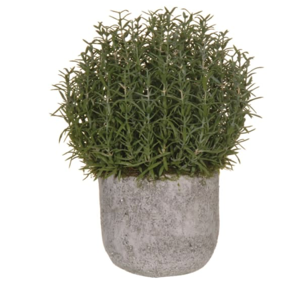 Potted plant with green leaves in a textured gray pot on a white background