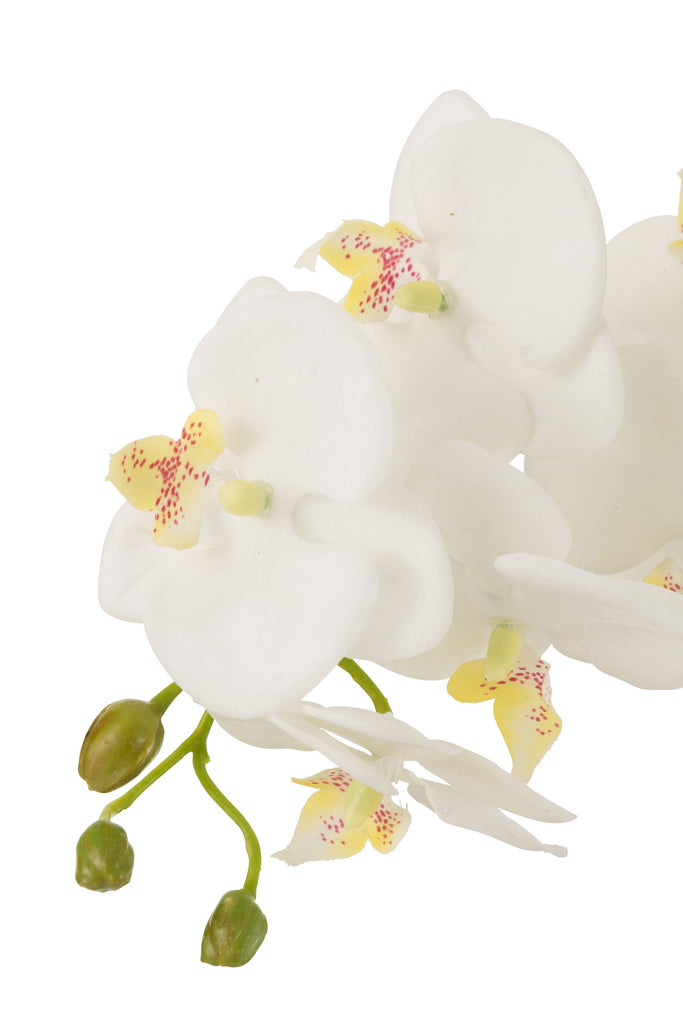 White Orchid Spray