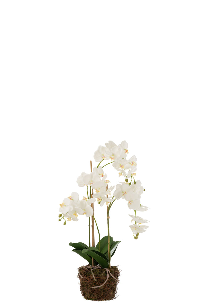 White Orchid Spray
