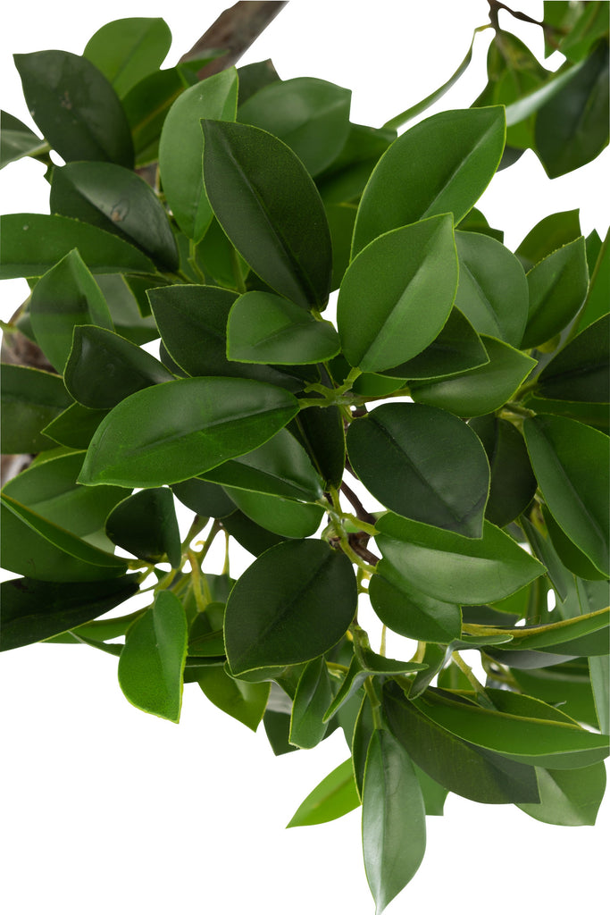 Ginseng Ficus Faux Tree 