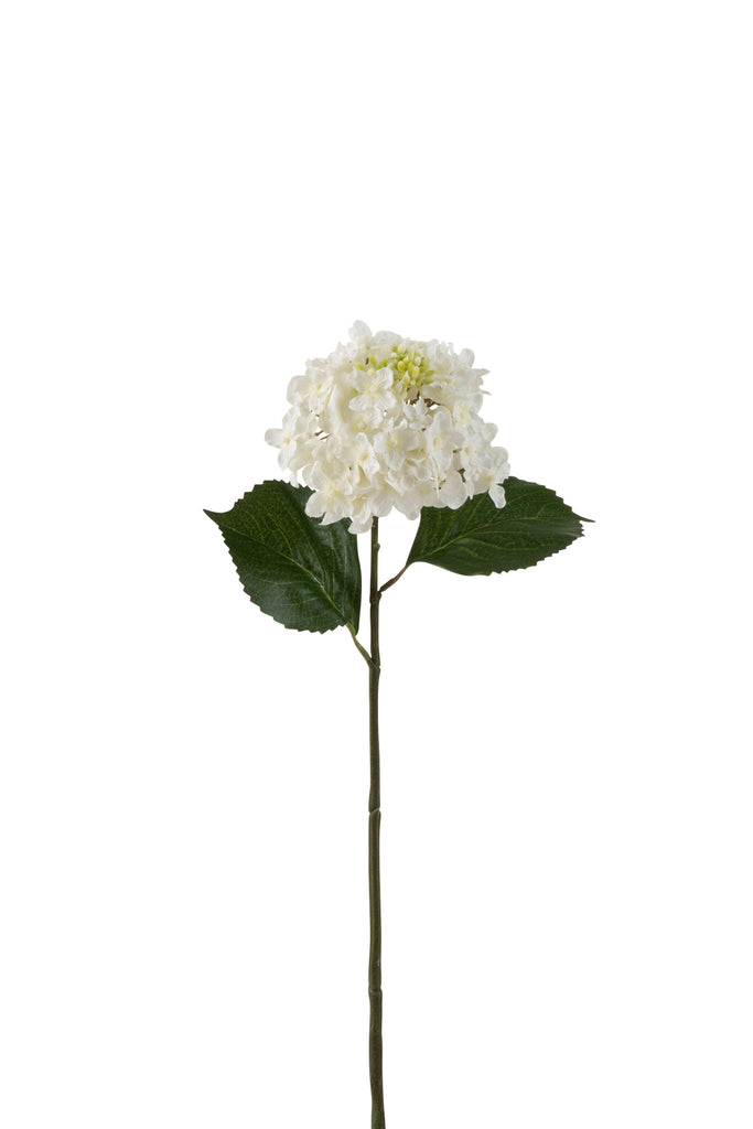 White Hydrangea 