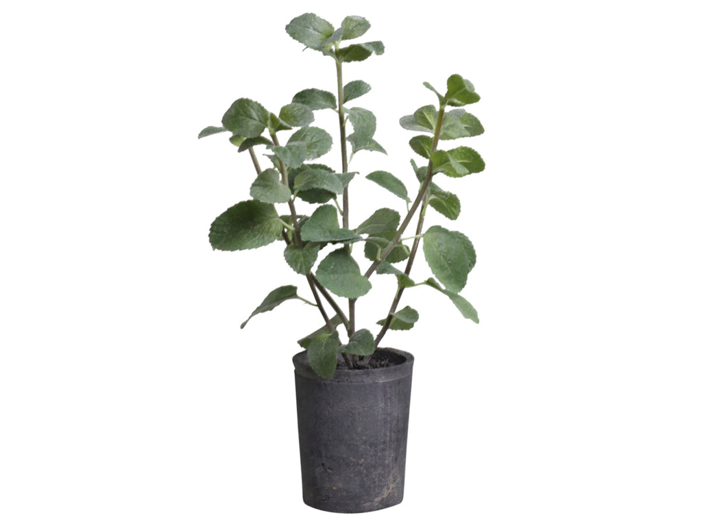 Mint Herb In Rustic Flowerpot